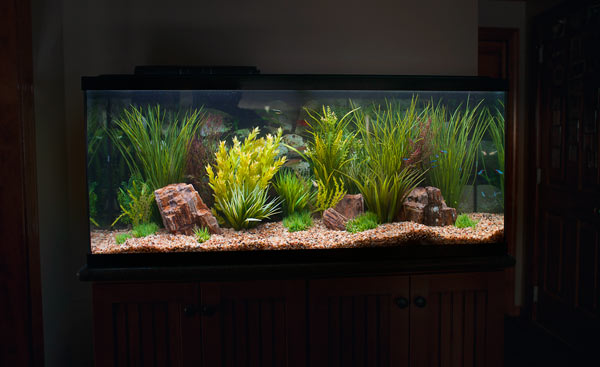 Freshwater Aquarium